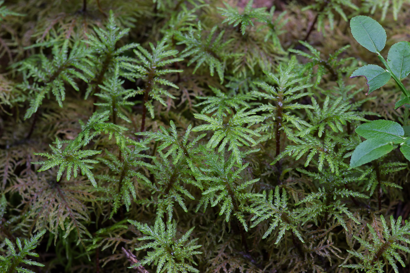 Изображение особи Hylocomium splendens.