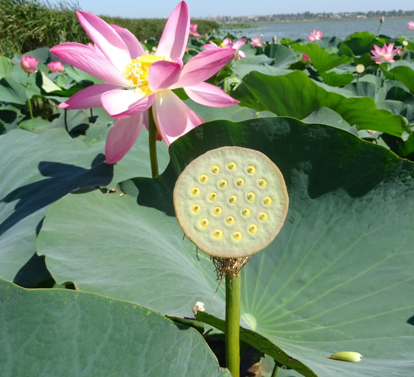 Изображение особи Nelumbo caspica.