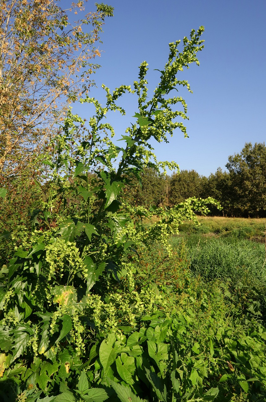 Image of Atriplex sagittata specimen.