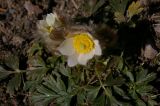Pulsatilla vernalis