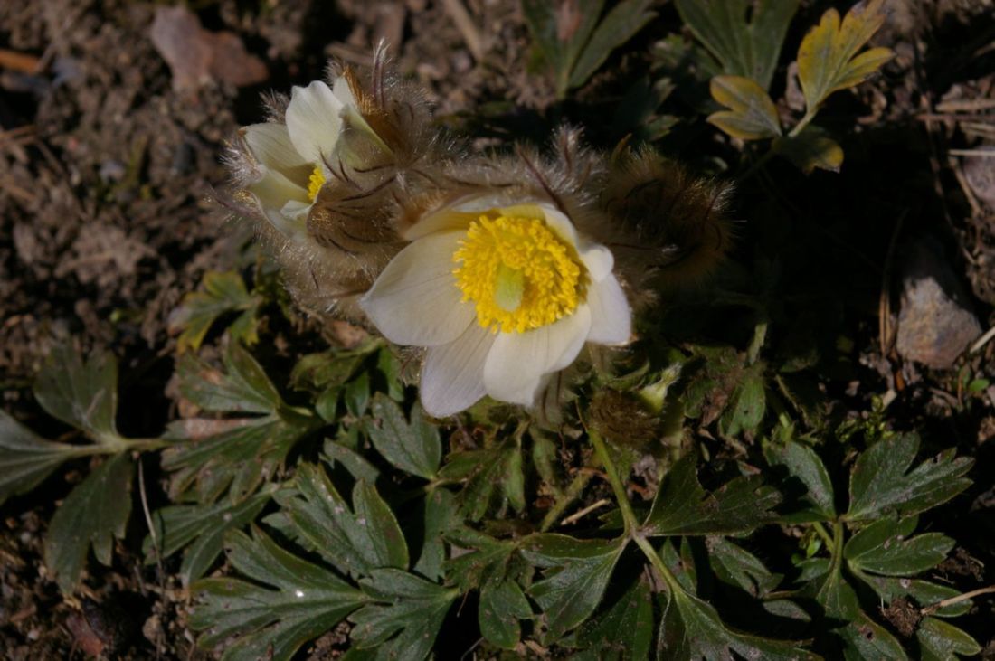 Image of Pulsatilla vernalis specimen.