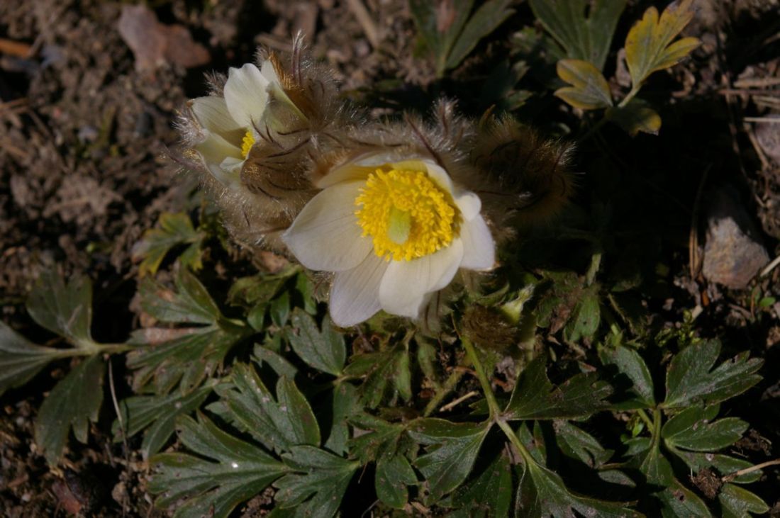 Изображение особи Pulsatilla vernalis.