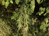 Cannabis sativa var. spontanea