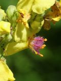 Verbascum nigrum. Цветок и бутон (слева). Псковская обл., г. Себеж, Замковая гора, смотровая площадка, бровка склона южн. экспозиции, опушка леса. 29.07.2023.