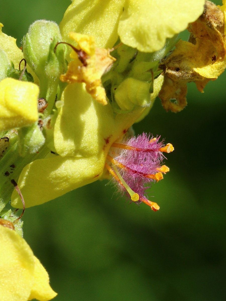 Изображение особи Verbascum nigrum.