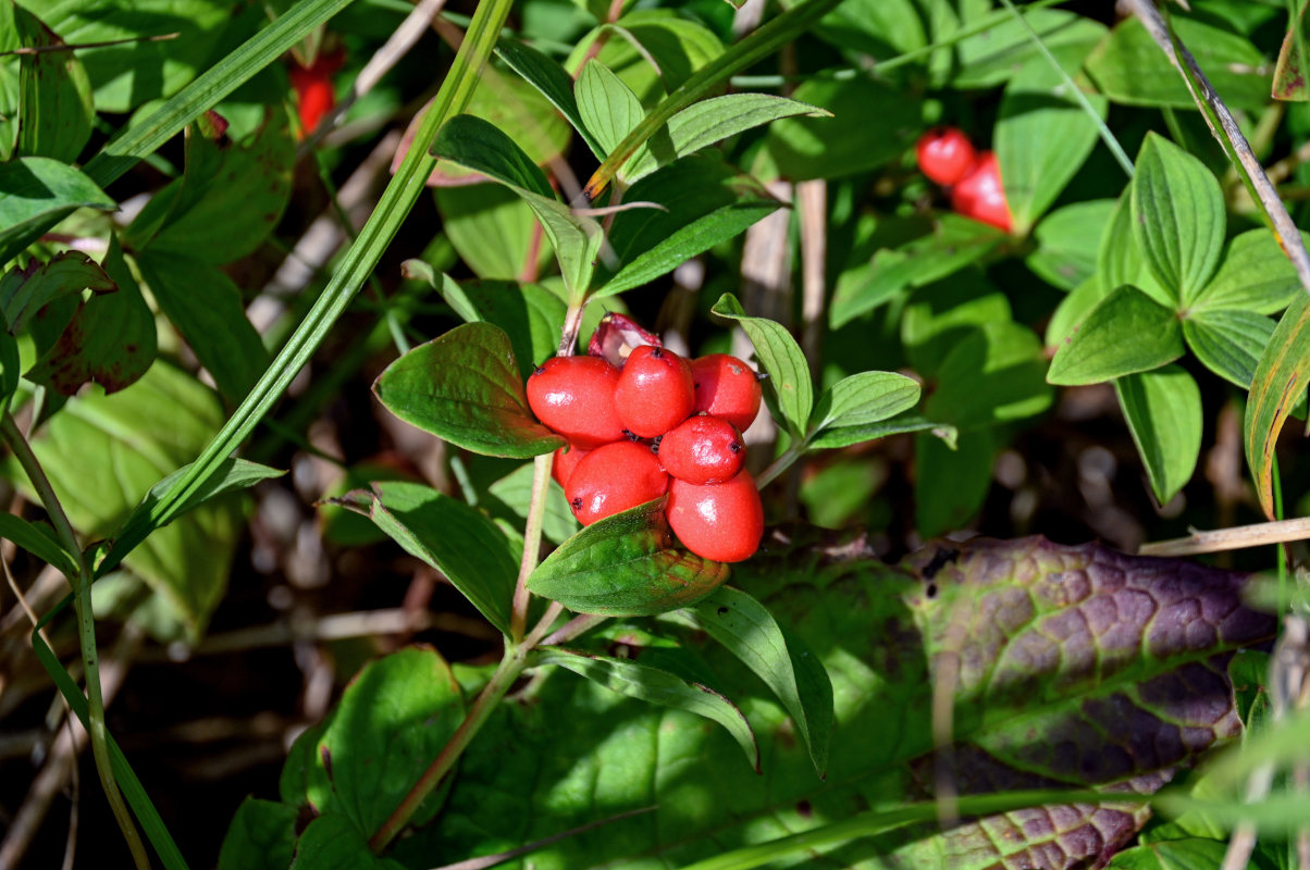 Изображение особи Chamaepericlymenum suecicum.