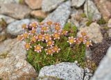 Saxifraga moschata. Цветки. Карачаево-Черкесия, Карачаевский р-н, Большой Кавказ, правый борт долины Узункол, осыпной южный склон горы Чатбаши в р-не \"средних чатских ночёвок\", ≈ 3070 м н.у.м., среди камней. 24.07.2023.