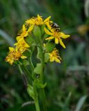 Ligularia hodgsonii. Соцветия с кормящимся шмелём. Курильские о-ва, о-в Кунашир, берег оз. Лагунное, луг. 18.08.2022.