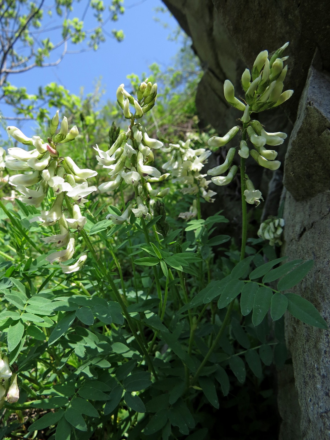 Изображение особи Astragalus vaginatus.