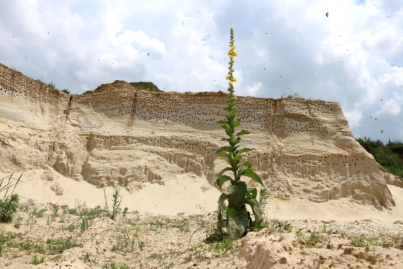Image of genus Verbascum specimen.