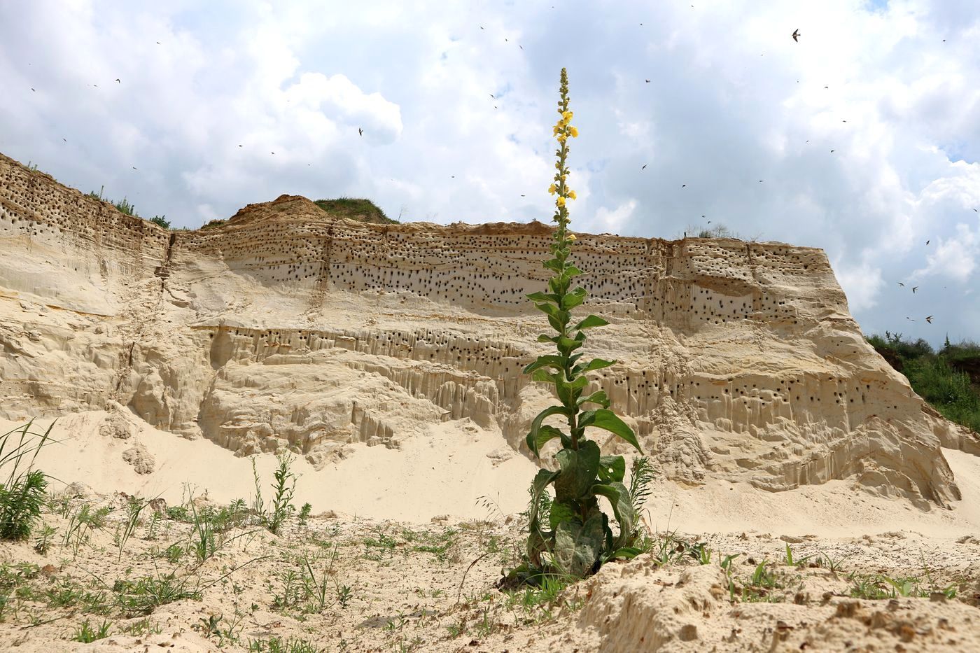 Изображение особи род Verbascum.