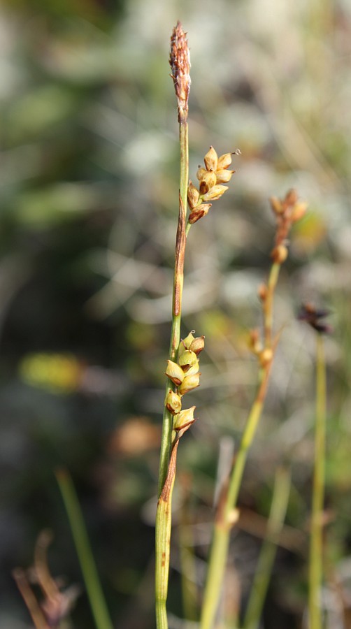 Изображение особи Carex vaginata.