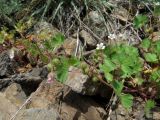 Geranium rotundifolium. Ветвь с цветками и незрелыми плодами. Казахстан, Туркестанская обл., Байдибекский р-н, верх. р. Улькен-Бугунь, ≈800 м н.у.м., каменистая россыпь. 18.05.2023.