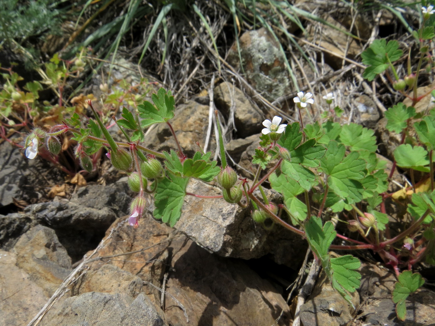 Изображение особи Geranium rotundifolium.