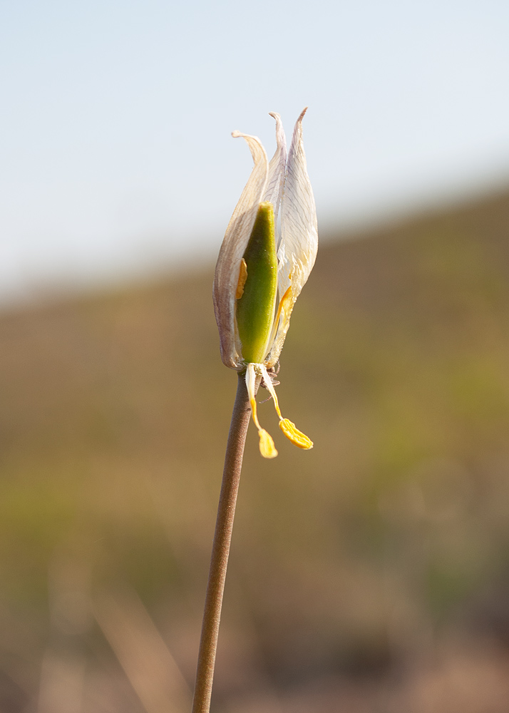 Image of Tulipa patens specimen.