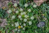 Schulzia albiflora. Цветущее растение в сообществе с Ranunculus и Oxytropis. Киргизия, Ошская обл., Памир, Заалайский хр., долина руч. Разведывательный, ур. Луковая Поляна, ≈ 3800 м н.у.м., каменистый склон. 06.07.2022.