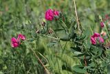 Lathyrus tuberosus. Верхняя часть цветущего растения. Ульяновская обл., Мелекесский р-н, окр. с. Александровка, долина р. Бирля, луг. 17.06.2023.