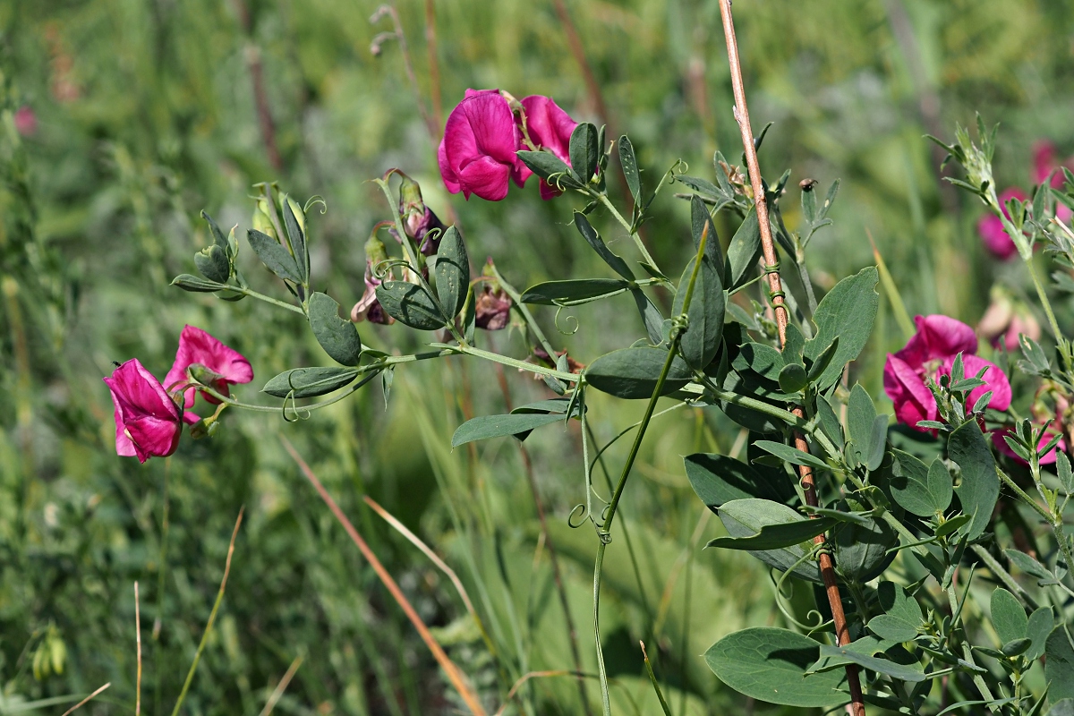 Изображение особи Lathyrus tuberosus.