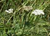 familia Apiaceae. Верхушка цветущего растения. Адыгея, Кавказский биосферный заповедник, Гузерипльский перевал, луг. 19 августа 2023 г.