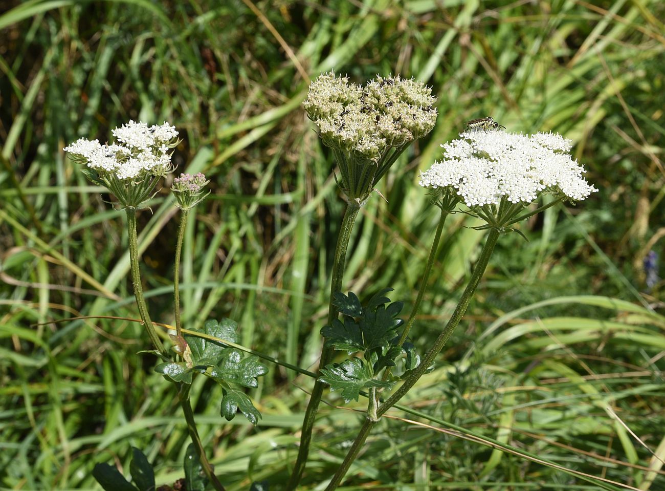 Изображение особи семейство Apiaceae.