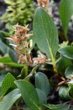 Salix polaris