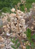 Muscari neglectum. Верхушка побега с соплодием. Краснодарский край, Абинский р-н, окр. станицы Шапсугская, скальное обнажение на склоне к р. Адегой. 12.06.2017.