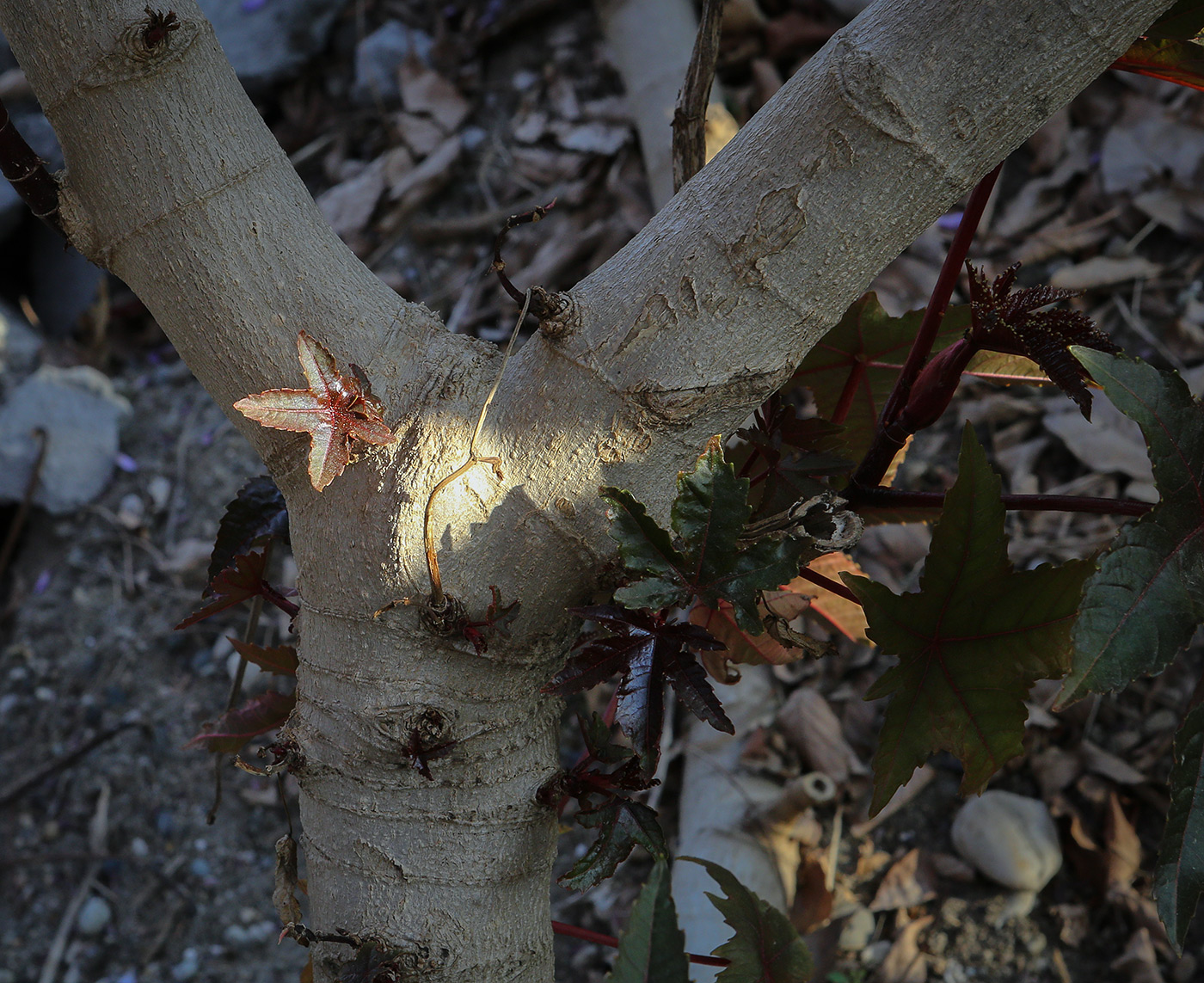 Изображение особи Ricinus communis.