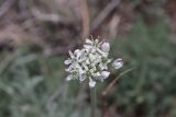 Allium tulipifolium