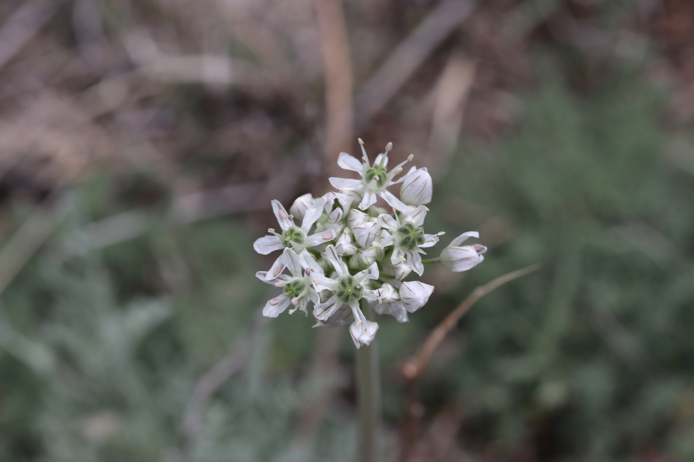 Изображение особи Allium tulipifolium.