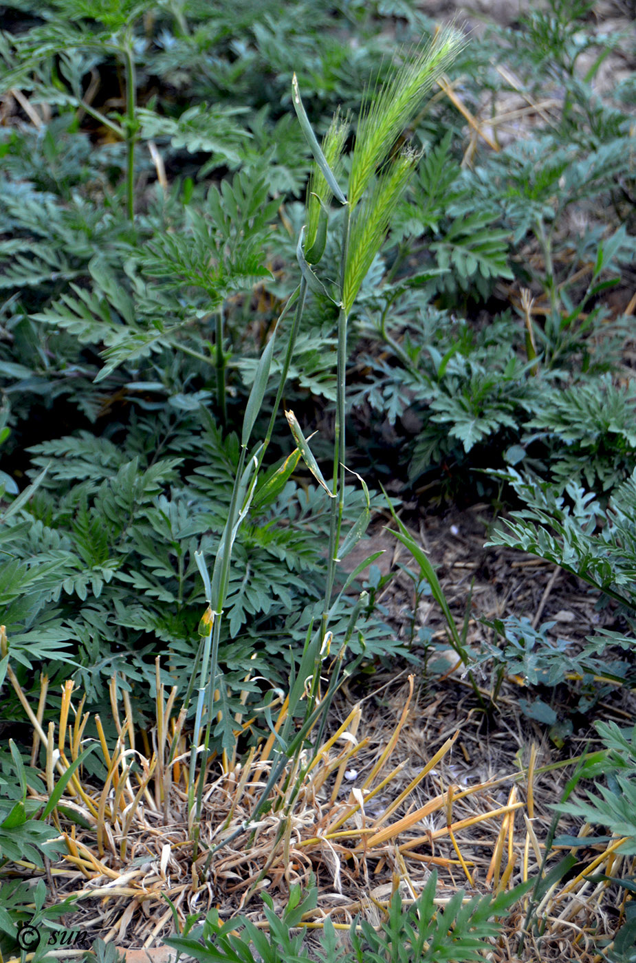 Изображение особи Hordeum murinum.