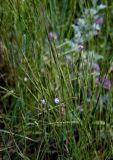 Aegilops cylindrica