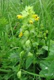 Rhinanthus vernalis