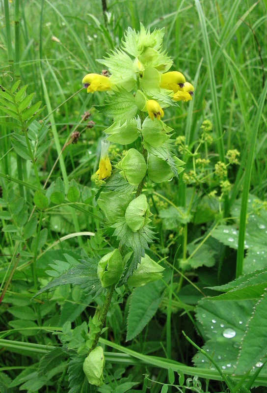 Изображение особи Rhinanthus vernalis.