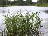 Sagittaria trifolia. Цветущие и плодоносящие растения. Приморье, 15 км Ю-З Арсеньева, дер. Новогордеевка, пруд. 5 августа 2004 г.