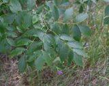 Fraxinus excelsior