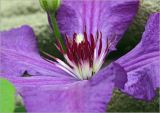 Clematis × jackmanii
