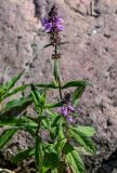 Stachys palustris
