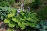 Hosta albomarginata