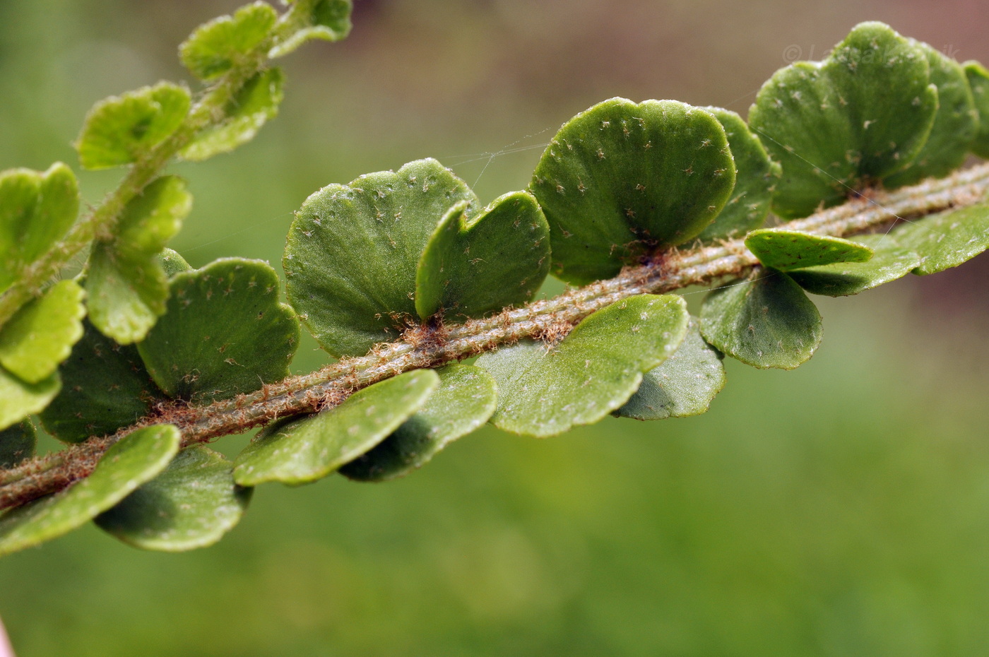 Изображение особи Nephrolepis cordifolia.