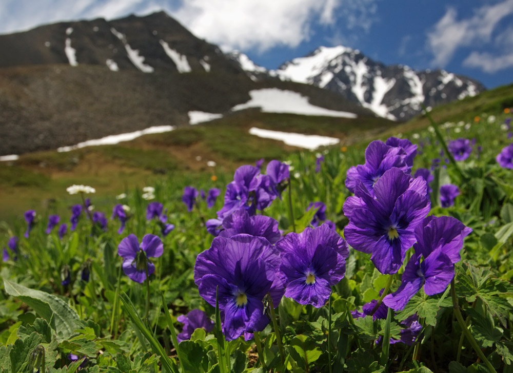 Изображение особи Viola altaica.