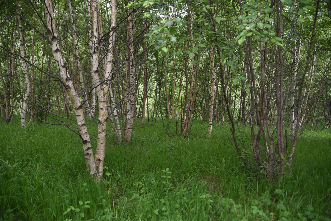 Image of genus Betula specimen.