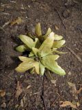 Carpinus betulus