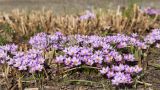 Crocus minimus. Цветущие растения (сорт 'Spring Beauty'). Санкт-Петербург, Ботанический сад Петра Великого, северный двор, цветник. 30.03.2025.
