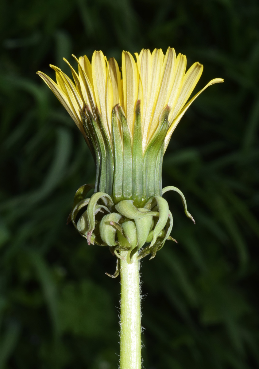Изображение особи Taraxacum officinale.