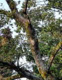 Quercus suber