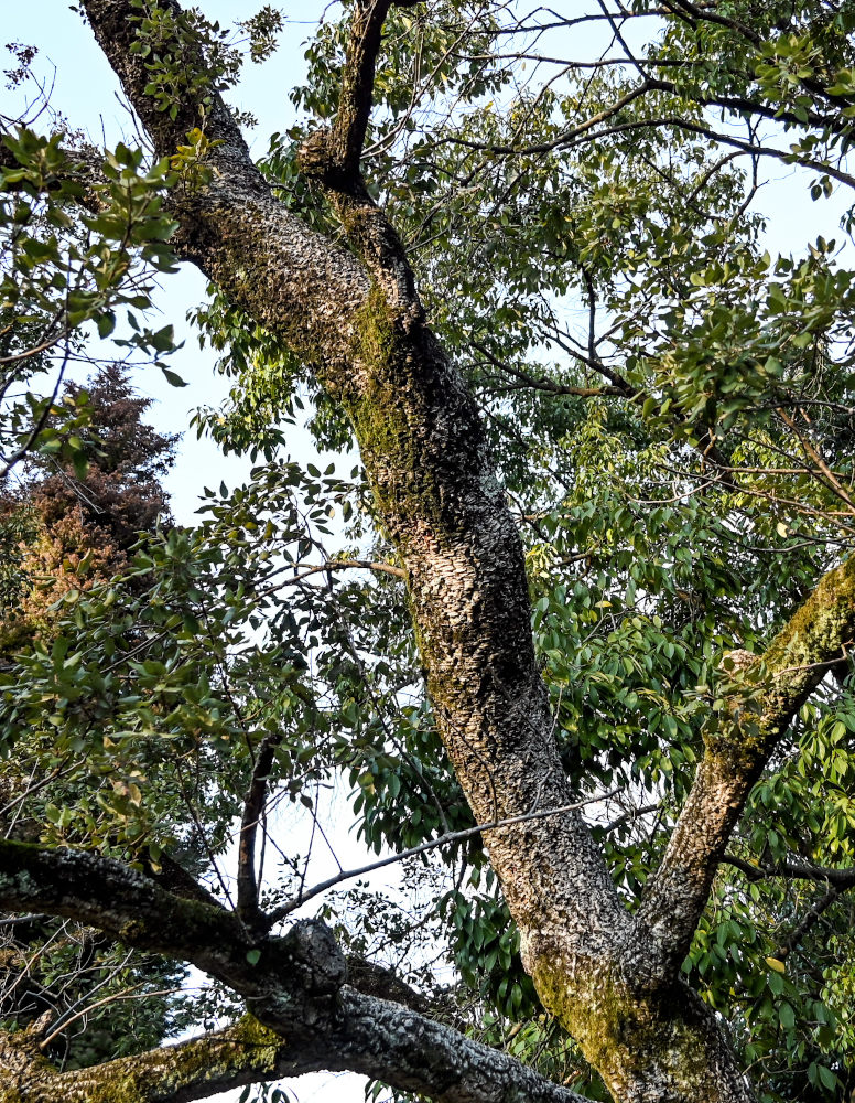 Изображение особи Quercus suber.