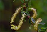 Salix triandra. Часть ветви с мужскими соцветиями. Московская обл., Раменский р-н, окр. дер. Хрипань, садовый участок. 20.05.2025.