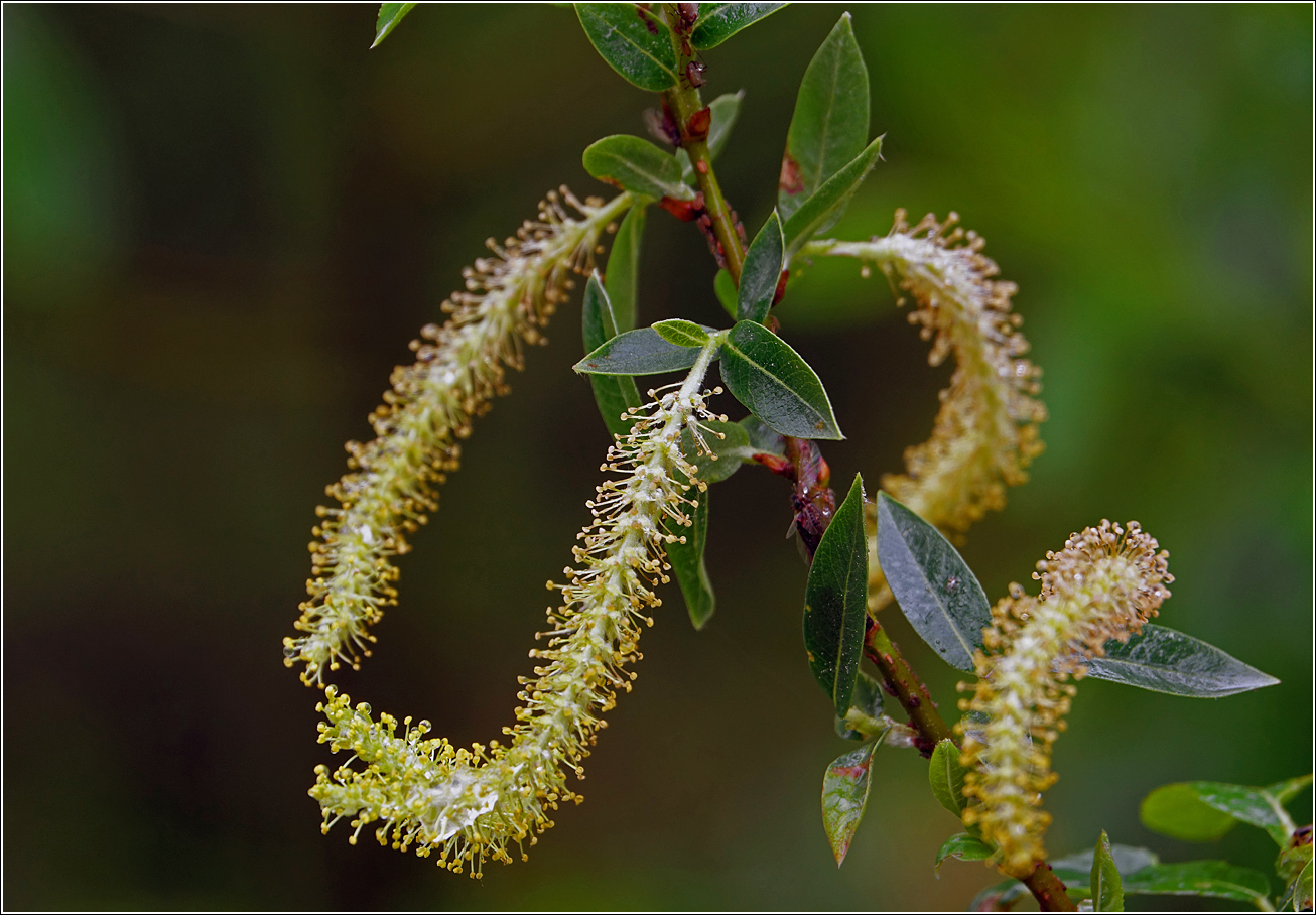 Image of Salix triandra specimen.