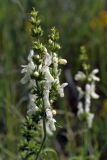 Stachys annua. Соцветие. Волгоградская обл., Кумылженский р-н, балка Большая Фомина 9 км ССВ станицы Букановская, на поляне в байрачном лесу. 18.06.2006.