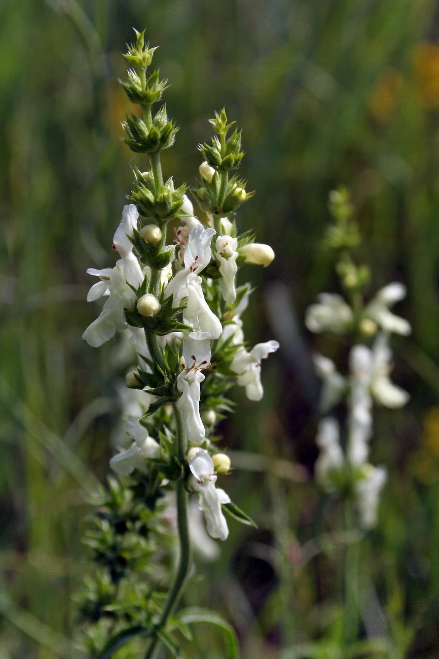 Image of Stachys annua specimen.